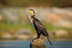 The great cormorant (Phalacrocorax carbo), known as the black shag in New Zealand and formerly also known as the great black cormorant across the Northern Hemisphere, the black cormorant in Australia.