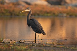 The herons are long-legged, long-necked, freshwater and coastal birds in the family Ardeidae, with 64 recognised species, some of which are referred to as egrets or bitterns rather than herons.