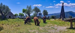donkeys grazing in the meadow of the convent