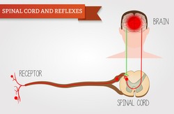 Infographics spinal cord and reflexes. Central nervous system. Head human, face and brain in flat style. Vector illustration. Front view