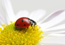 Ladybug sits on a flower