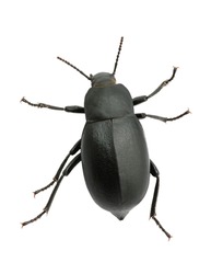 black beetle isolated on white