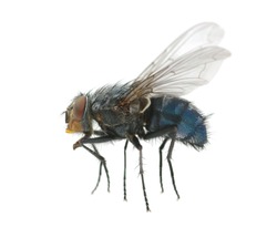 A macro shot of  fly
