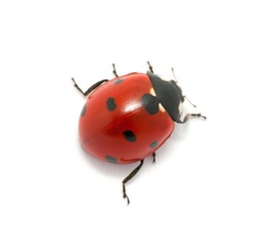  Ladybug isolated on the white
