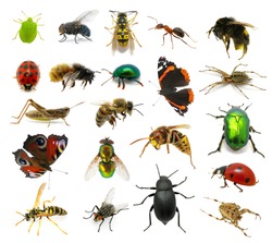  Set of insects on white background