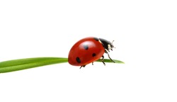Ladybug on grass isolated on white 