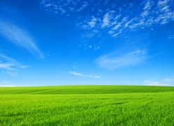 field of green grass with white clouds