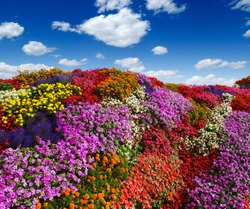  flowers growing on the field. colorful floral background