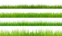 Green grass isolated on white background. The collection different types of lawn