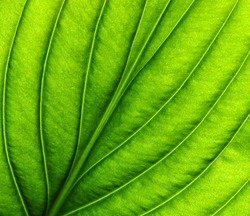 Green leaf texture macro closeup. Leaves veins and grooves. Pattern nature eco green background.