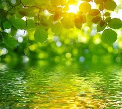 Green leaves on sun and blur tree foliage spring background with flood water efect