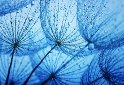  dandelion flower with water drops