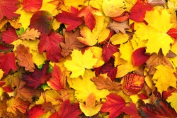 background of fallen autumn leaves 