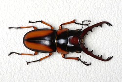 Stag beetle isolated on background