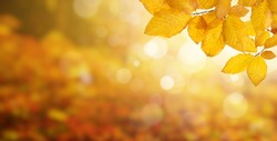  Autumn leaves on the sun and blurred trees . Fall background.