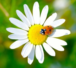 The ladybug sits on a flower