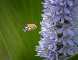 Blue banded bee (Amegilla cingulata) collecting nectar on Pontederia cordate (Pale Lavender)