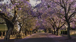 Deep purple Jacaranda trees flowering in Raymond Terrace, Port Stephens, Australia.