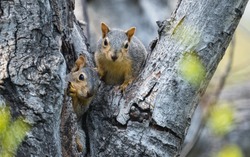 A pair of mating squirrels emerge from their nest in a hollowed out tree and look at camera. 
