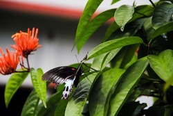 Back view of mormon butterfly sitting on the green leave of Chinese ixora flowers plant. Closeup of papilio polytes butterfly resting on the tree.