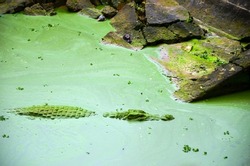Deadly alligator swimming and drifting in algae water. Crocodile or alligator covered by algae in water.