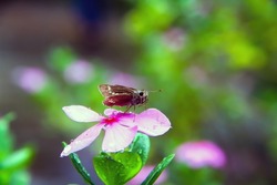 Closeup of a small branded swift, Pelopidas mathias, or lesser millet skipper butterfly sitting on the Madagascar periwinkle, Catharanthus roseus, bright eyes or pink periwinkle flowers