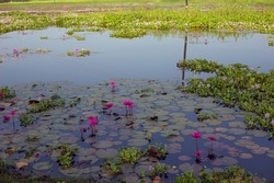 High angle shot of water lilies and hyacinths flowers floating on the lake. Beautiful waterlily leaves and hyacinths plans drifting on the village pond
