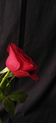 a single red rose on a dark black background