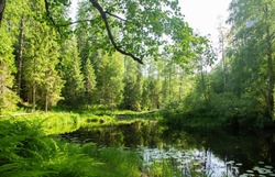 Dense green forest and pond. Tourism in the warm season.