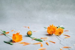 Front view of floral background layout with orange yellow calendula flowers, petals and buds over gray background spring concept with copy space.