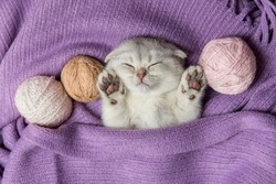 Cute young silver lop-eared Scottish Fold as11 kitten sleeping. Kitten with balls skeins of thread on purple background. A breed of domestic cat with natural dominant-gene mutation.
