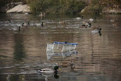 Shopping cart on the river. Pollution