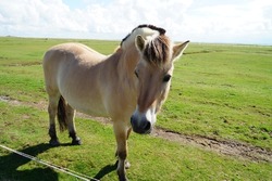 a beautiful Fjord horse with two-toned mane on the green meadow on the coast of Baltrum Island in the North Sea (Germany)	                          