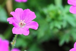 close-up of a single pink geranium flower in a flower bed, copy space
