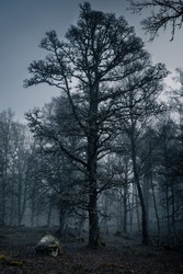 a dark and moody misty morning in the forest. A dark tree standing tall in a blue black dark forrest.