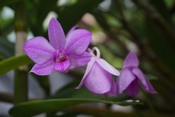 Purple dendrobium orchid in bloom in the yard