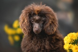 Close up portrait of fluffy groomed cute brown chocolate puppy of poodle toy dog sitting in garden flower bed along yellow blooming flowers