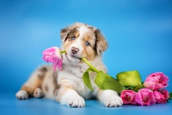 Studio photo of cute red merle blue eyed puppy of australian shepherd dog lying near the bouquet of pink tulips and holding one flower on the saturated light blue background. Bright spring postcard