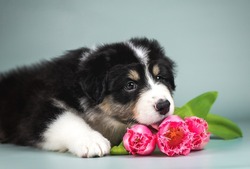 Studio close up portrait of beautiful black tricolor puppy of australian shepherd dog lying with bouquet of pink tulips flowers and licking them