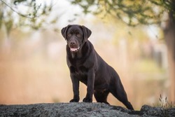 Outdoors photo of chocolate brown labrador retriever dog standing on the big grey rock looking down on orange summer background