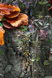 Fire salamander in forest. Black and yellow salamander walking on rocks in the forest