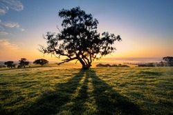 The sun rises behind a tree in the Clare Valley, South Australia