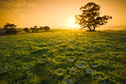 Fresh meadow sunrise in the Clare Valley