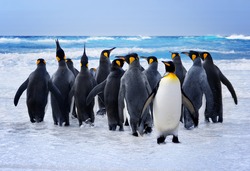 King Penguins heading to the water in the Falkland Islands