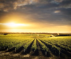 Vineyard in the Adelaide Hills, South Australia