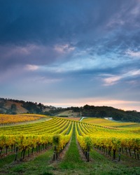 Vineyard in South Australia