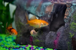 Goldfish Swimming in a Household Aquarium