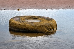 Seaweed Covered Tire Abandoned on Beach