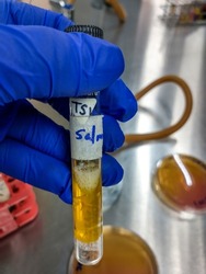 Salmonella bacteria test in TSI Medium
