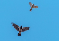 Sparrowhawk Chasing a Black Headed Crow in a Clear Blue Sky